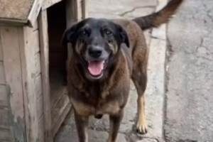 Pol&iacute;cia conclui inqu&eacute;rito sobre c&atilde;o Orelha e pede interna&ccedil;&atilde;o de adolescente