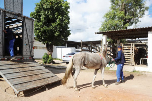 Seis cavalos s&atilde;o resgatados durante opera&ccedil;&atilde;o contra maus-tratos nas ruas do Recife
