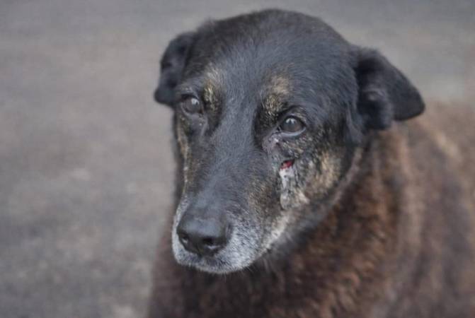 Cão Orelha/Polícia Civil Santa Catarina