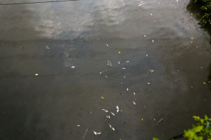 Despejo de esgoto e lixo s&atilde;o principais fatores na mortandade de peixes no rio Capibaribe, aponta CPRH ap&oacute;s vistoria