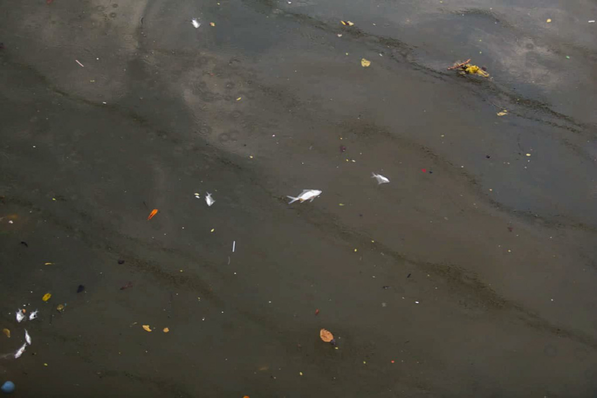 Peixes mortos no Rio Capibaribe/Foto: Crysli Viana/DP Foto