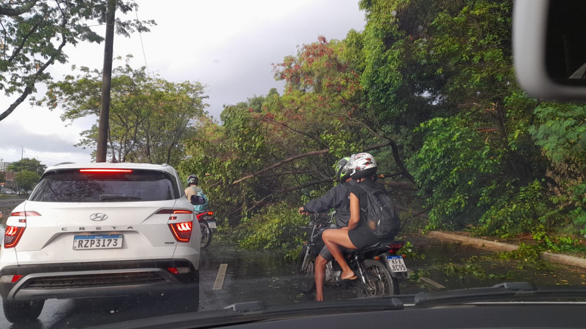 &Aacute;rvore caiu na Via Mangue, no sentido centro do Recife (Foto: Cortesia)