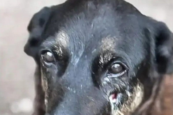 Para a Polícia Civil há base legal para o pedido de internação do adolescente investigado pela morte do cão comunitário

/Foto: Polícia Civil de Santa Catarina