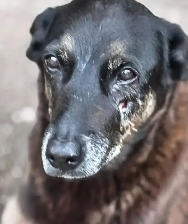 Foto: Polícia Civil de Santa Catarina