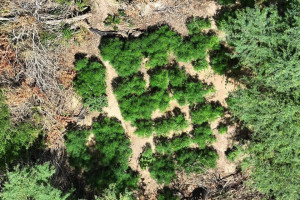 Opera&ccedil;&atilde;o deflagrada pela PF destruiu quase 600 mil p&eacute;s de maconha