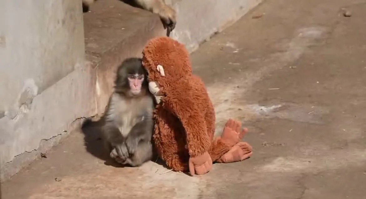 Macaquinho Punch/Foto: Reprodução/Redes sociais