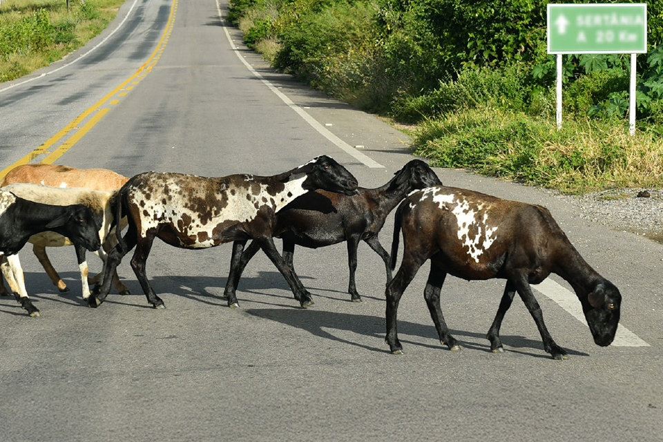 Animais soltos na pista é uma preocupação do MPPE no Sertão do estado/DIVULGAÇÃO/MPPE