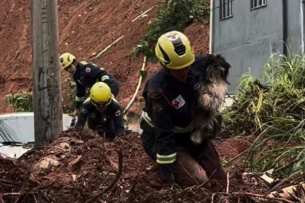 Reprodução/@instituto.caramelo e @gradbrasil