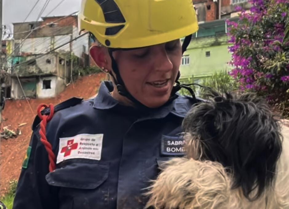Resgate do cão Paquito (Reprodução/@instituto.caramelo e @gradbrasil)