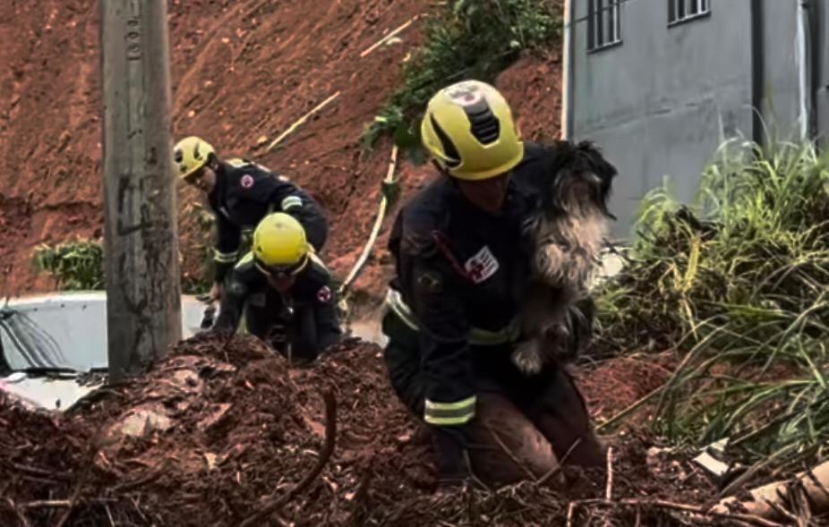 Resgate do cão Paquito/Reprodução/@instituto.caramelo e @gradbrasil