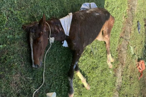 Cavalos em situa&ccedil;&otilde;es de maus-tratos geraram cr&iacute;ticas a Noronha