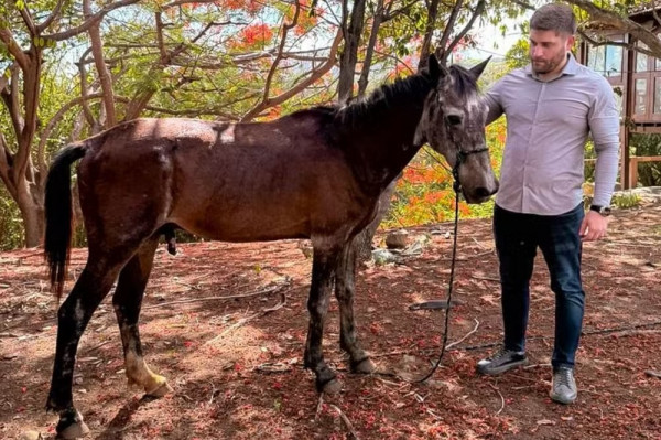 Cavalos serão transferidos de Noronha para o Recife após denúncias (Foto: Divulgação/Administração de Fernando de Noronha)