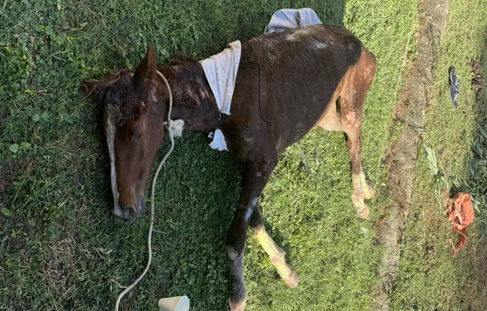 Cavalos em situações de maus-tratos geraram críticas a Noronha/Foto: Divulgação/Administração de Fernando de Noronha