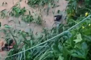 Mulher amarrada numa corda desce no rio para salvar o cachorro