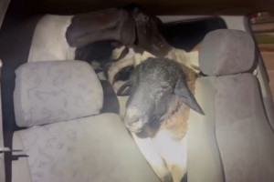 Carneiros e ovelhas em carro flagrado pela PRF na BR-104