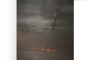 Jacar&eacute; apareceu pelas ruas de Salgueiro ap&oacute;s transbordamento do a&ccedil;ude