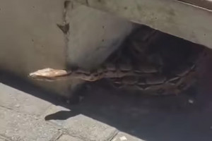 A cobra deu susto e foi atra&ccedil;&atilde;o na Feira da Sulanca em Caruaru