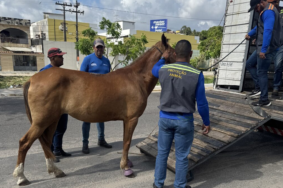 Valores para resgate de animal apreendido em Olinda foram atualizados/DIVULGAÇÃO/PMO