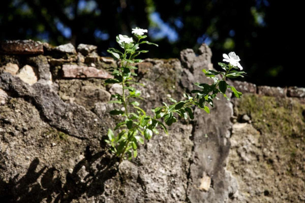 Ruínas do Convento de Santo Amaro da Água Fria (Foto: Marina Torres/DP Foto)