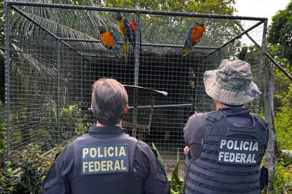 Operação da PF cumpriu mandados contra tráfico internacional de animais silvestres/DIVULGAÇÃO/PF