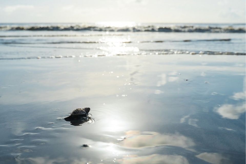 Ninho é o décimo identificado pelo município/Divulgação