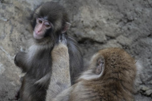 Macaquinho Punch aparece com amigos e atrai multid&otilde;es no Jap&atilde;o
