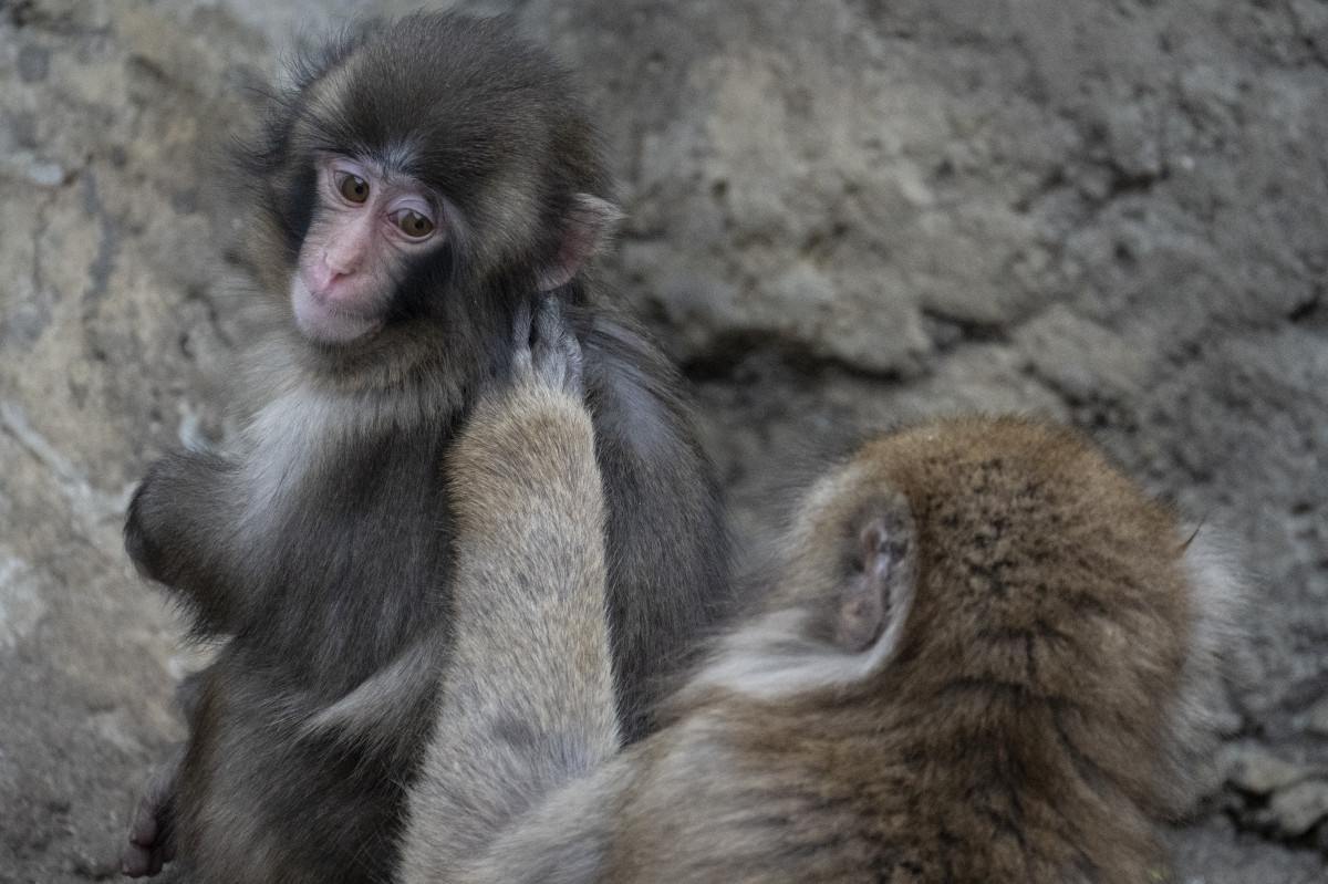 Macaquinho Punch aparece com amigos e atrai multidões no Japão/AFP