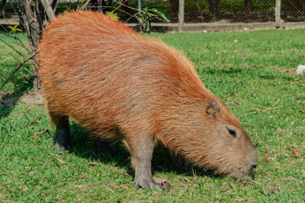 Capivara (Julio Cesar Bazanini/USP Imagens)