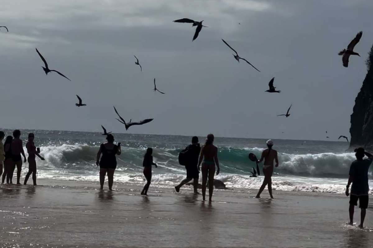 Tubarão-limão encalha em praia em Fernando de Noronha/Foto: Walison Souza/Cortesia