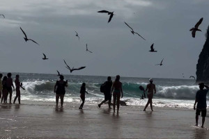 Tubar&atilde;o-lim&atilde;o encalha em praia em Fernando de Noronha
