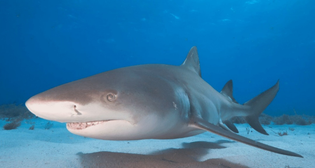Tubarão-limão (Reprodução/Oceana)