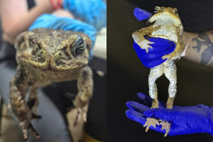 Sapos-cururus da esp&eacute;cie Rhinella diptycha