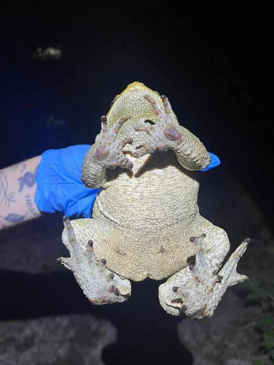 Sapos-cururus da espécie Rhinella diptycha (Camila Moser e Débora Augusti)