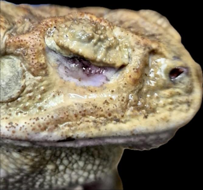 Sapos-cururus da espécie Rhinella diptycha (Camila Moser e Débora Augusti)