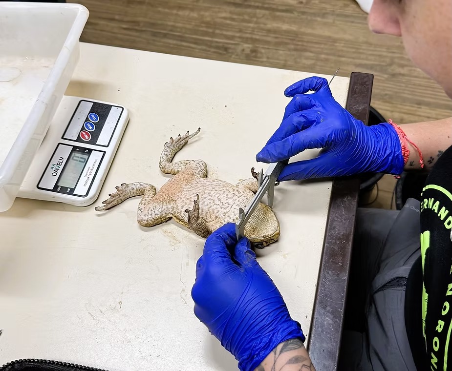 Sapos-cururus da espécie Rhinella diptycha (Débora Augusti)