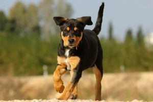 C&atilde;es acompanham humanos h&aacute; 16 mil anos, segundo estudos
