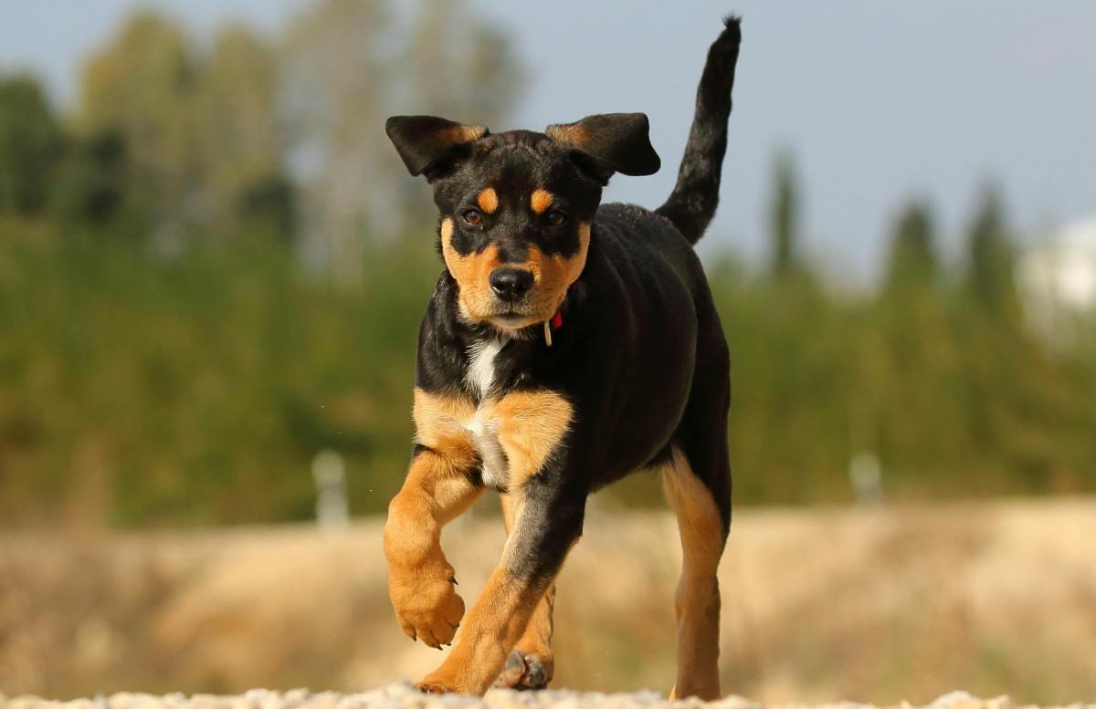 Cães acompanham humanos há 16 mil anos, segundo estudos
/Lior Binyamini/Pexels