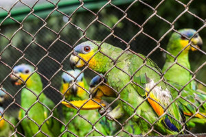 Papagaios resgatados v&iacute;timas de tr&aacute;fico em fase de conv&iacute;vio 