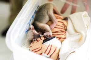 Tamandu&aacute; filhote se agarra a bicho de pel&uacute;cia ap&oacute;s separa&ccedil;&atilde;o da m&atilde;e 