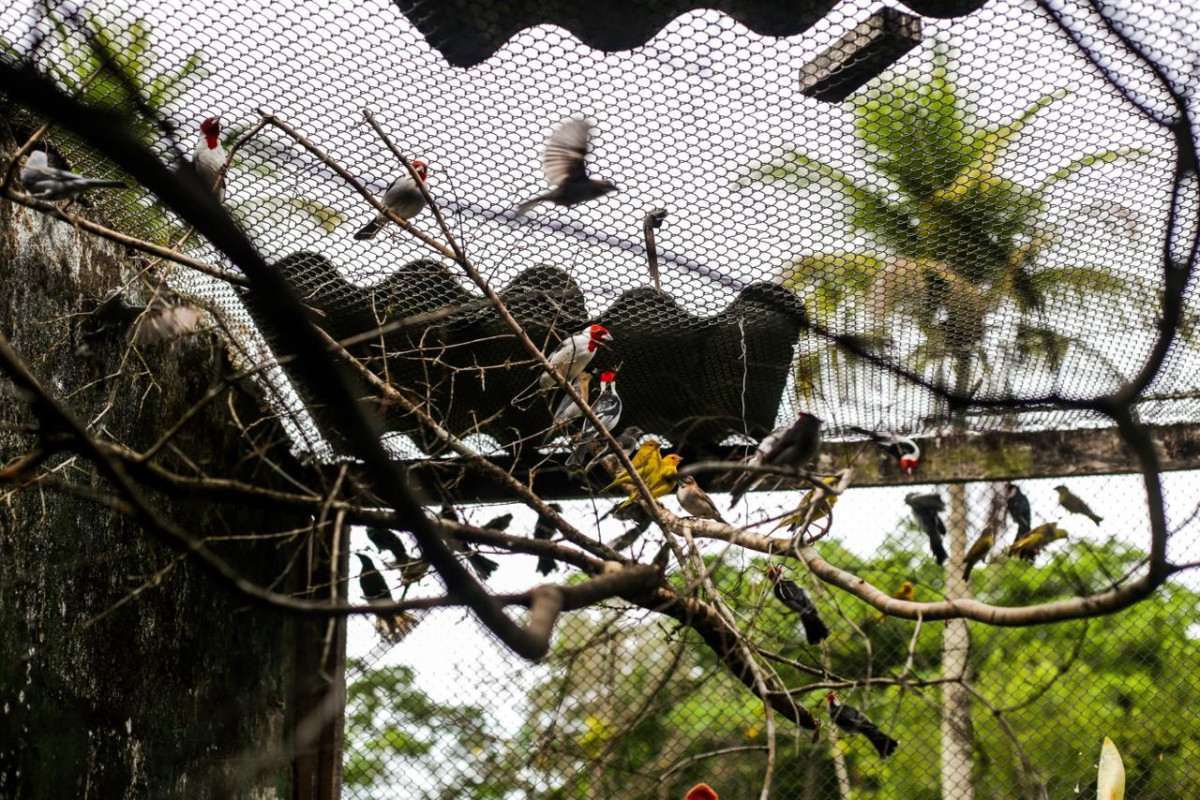 Aves são as principais vítimas de tráfico em Pernambuco/Foto: Crysli Viana/DP Foto