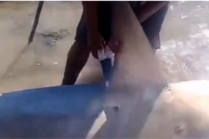 Tubar&atilde;o &eacute; retirado do mar e tem barbatanas cortadas com faca na Praia do Paiva, no Grande Recife