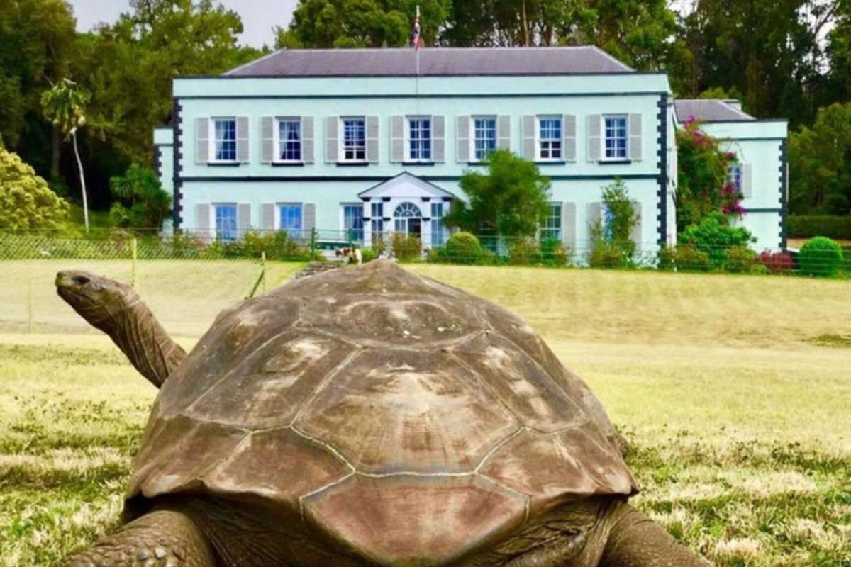 Tartaruga Jonathan/JoeHollinsVet/Instagram