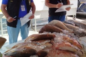 Na categoria de peixes, o quilo do fil&eacute; de merluza foi encontrado com a maior varia&ccedil;&atilde;o, chegando a 217,27%, sendo o seu maior valor encontrado por R$79,00, e em seu menor por R$24,90