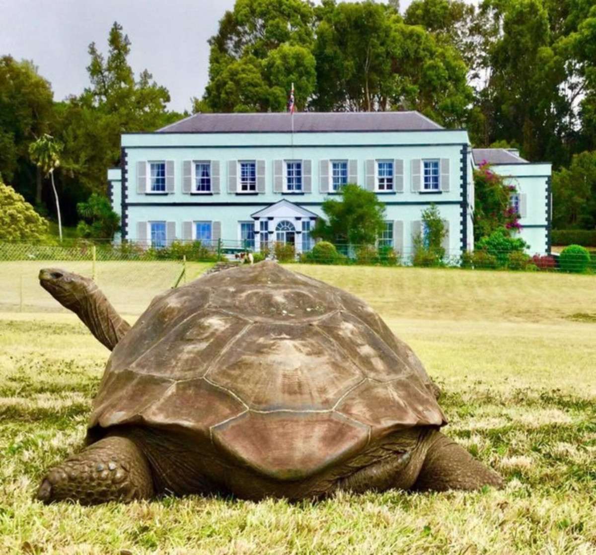 JoeHollinsVet/Instagram