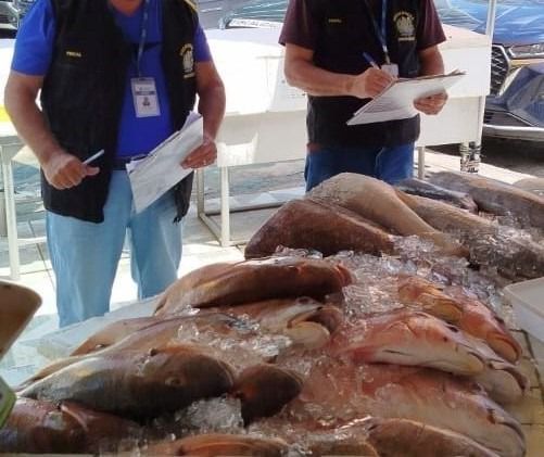 Na categoria de peixes, o quilo do filé de merluza foi encontrado com a maior variação, chegando a 217,27%, sendo o seu maior valor encontrado por R$79,00, e em seu menor por R$24,90/Foto: Divulgação/Procon-PE