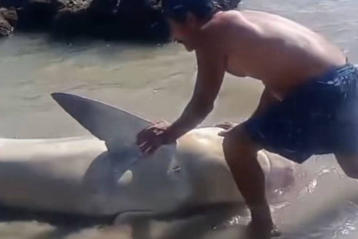 Tubarão arrastado no Paiva teve barbatanas arrancadas /Foto: Reprodução/Instagram