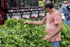 Por que bredo &eacute; tradi&ccedil;&atilde;o na Semana Santa em Pernambuco
