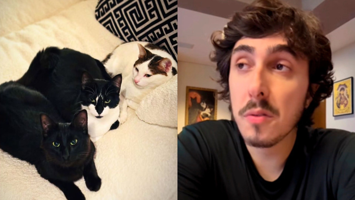 Felipe Castanhari faz alerta após perder o seu gatinho envenenado por uma dedetização/Reprodução/Redes sociais