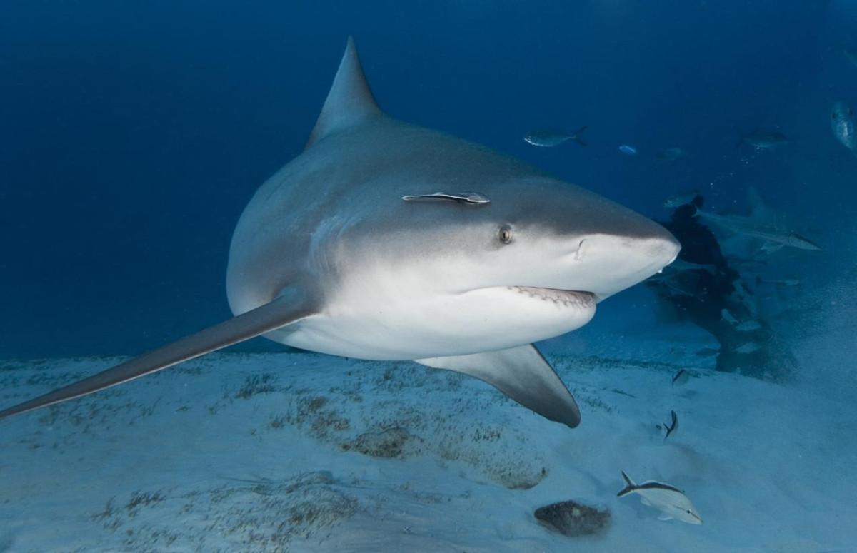 Tubarão cabeça-chata aparece frequentemente em redes de pesca/ Foto: Divulgação