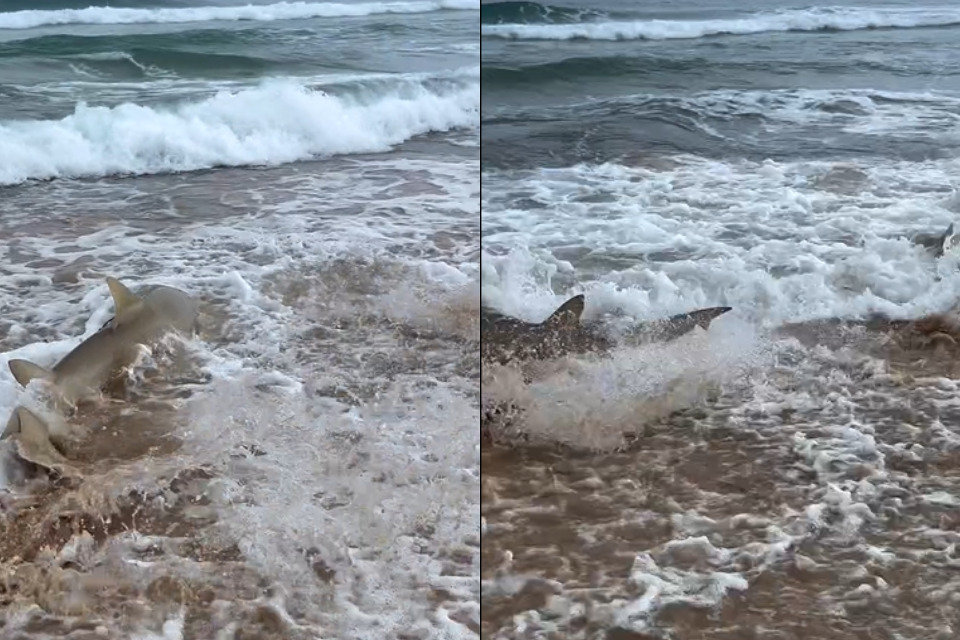 Tubarões-lixa na praia de Cacimba do Padre, Fernando de Noronha/Foto: Reprodução/Instagram